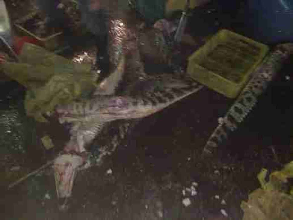 dead krokodil