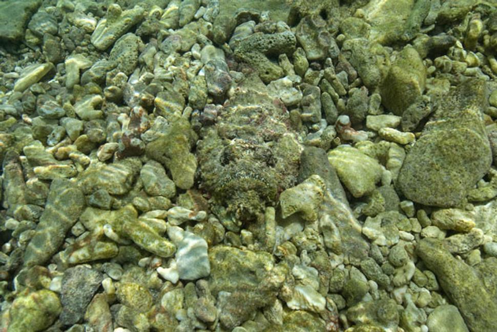 FOTO/Keďže ale pod vodou nefotím, lebo nemám potrebnú výbavu, tak si dovoľujem upriamiť pozornosť na túto foto z webu www.telegraph.co.uk, ked možno stone fish uvidíš. Alebo nie?
