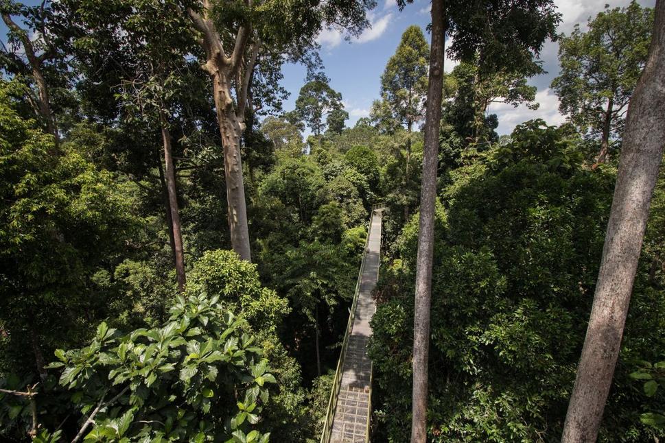 Rainforest Discovery Center - pohľad na chodník v korunách stromov z jednej z mnohých vyhliadkových veží