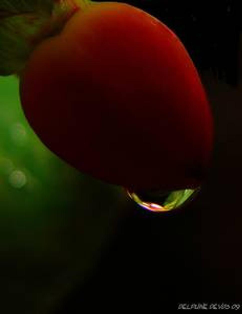 tears of heart