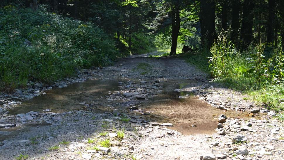 Stekajúca voda spod masívu Prašivej preteká miestami aj cez lesnú cestu.