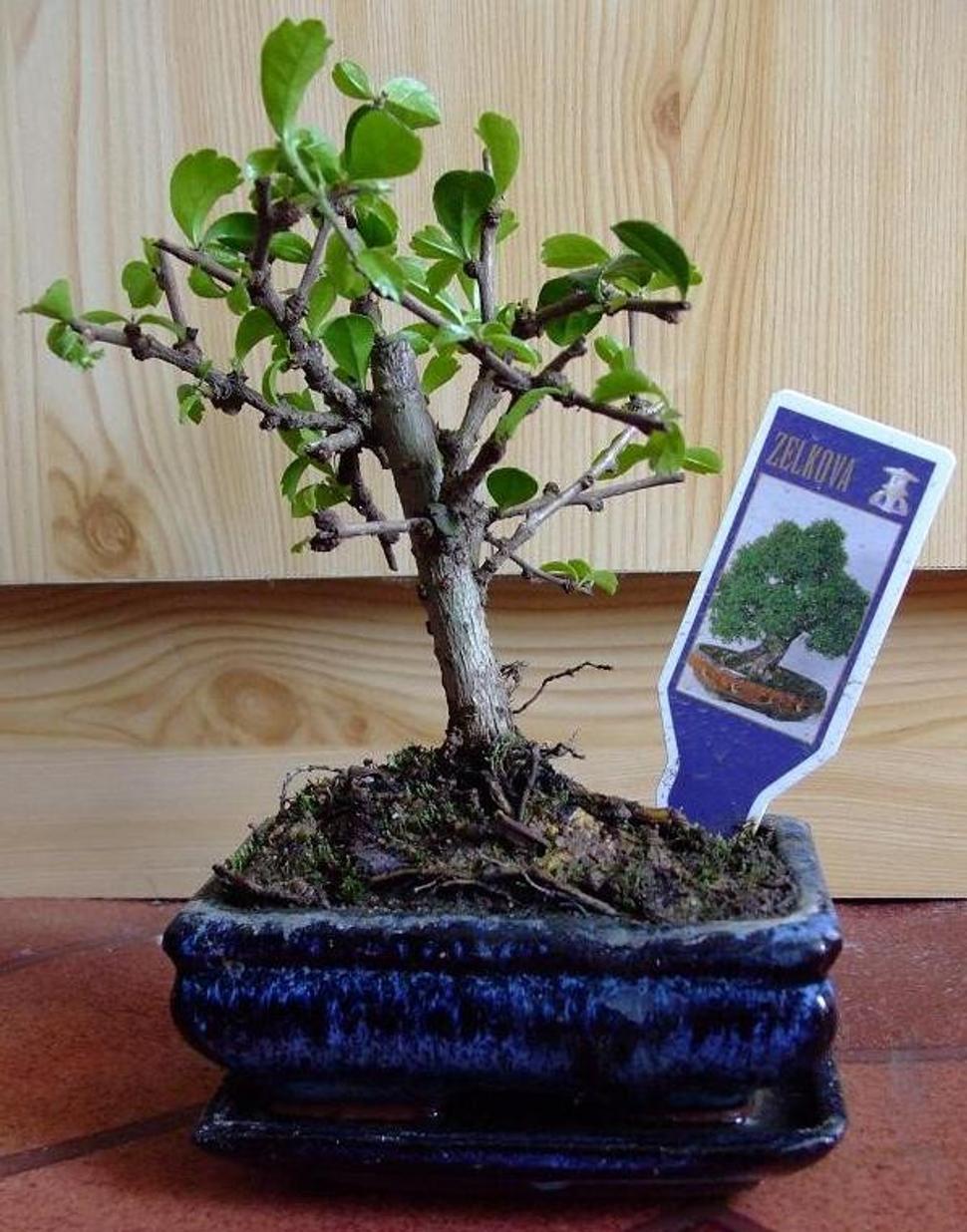 Bonsaj Zelkova