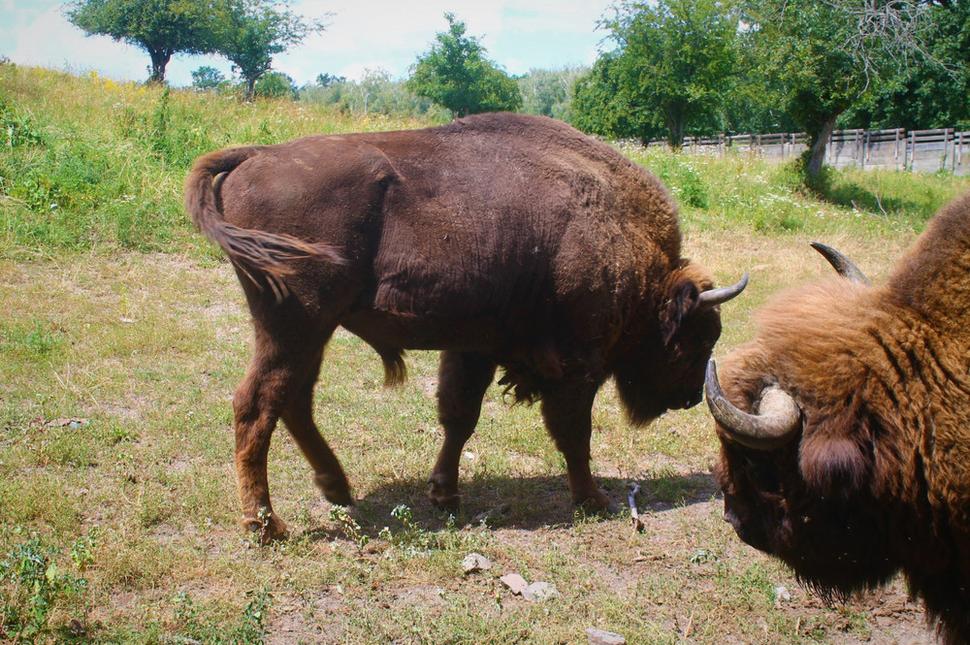 Zubri žijúci v obore