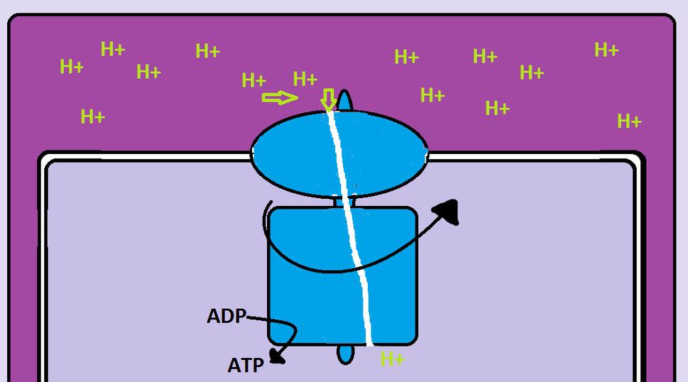 ATP syntáza