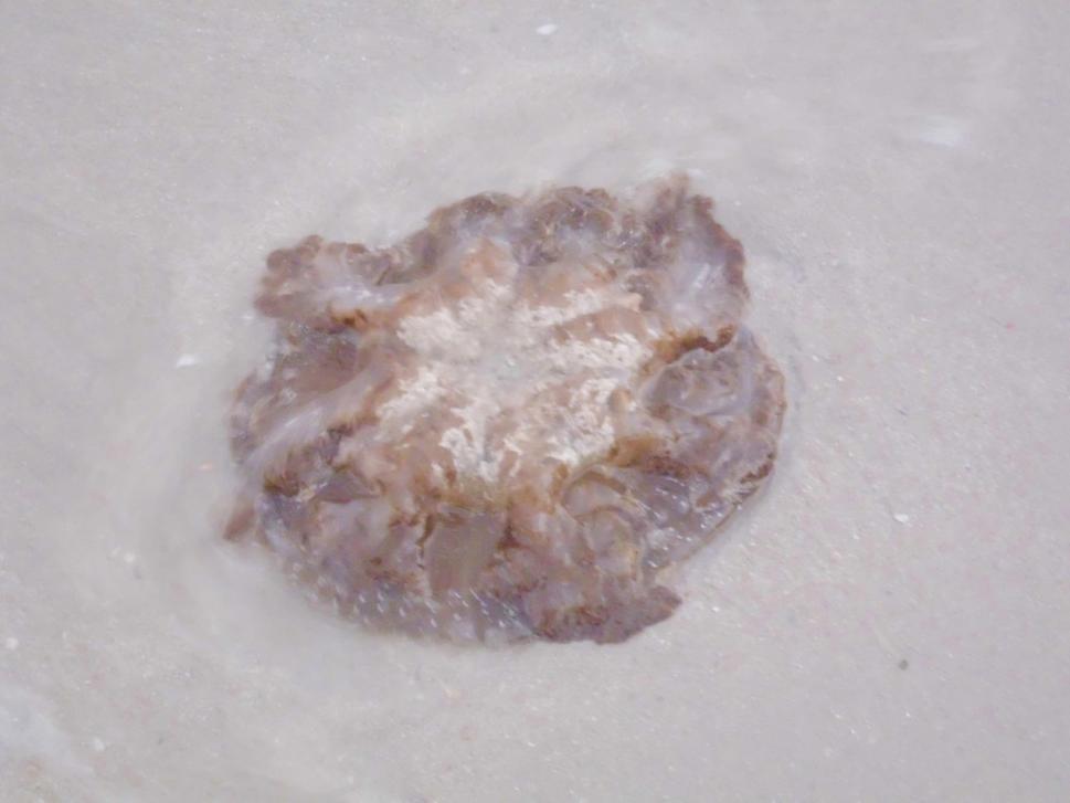 Medúza
