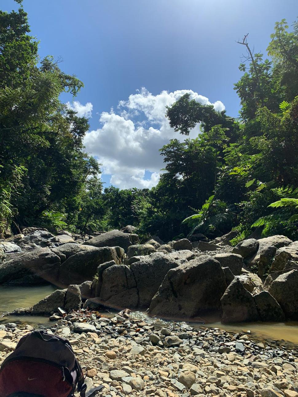 El yunque tropical rain forest