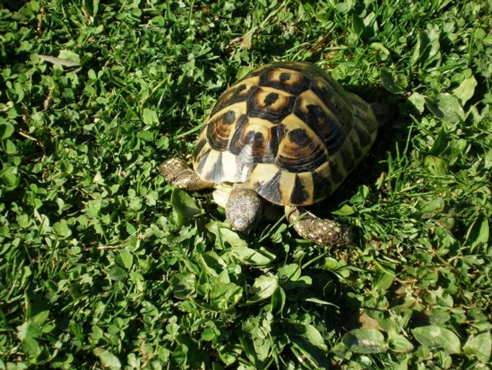Obrázok blogu