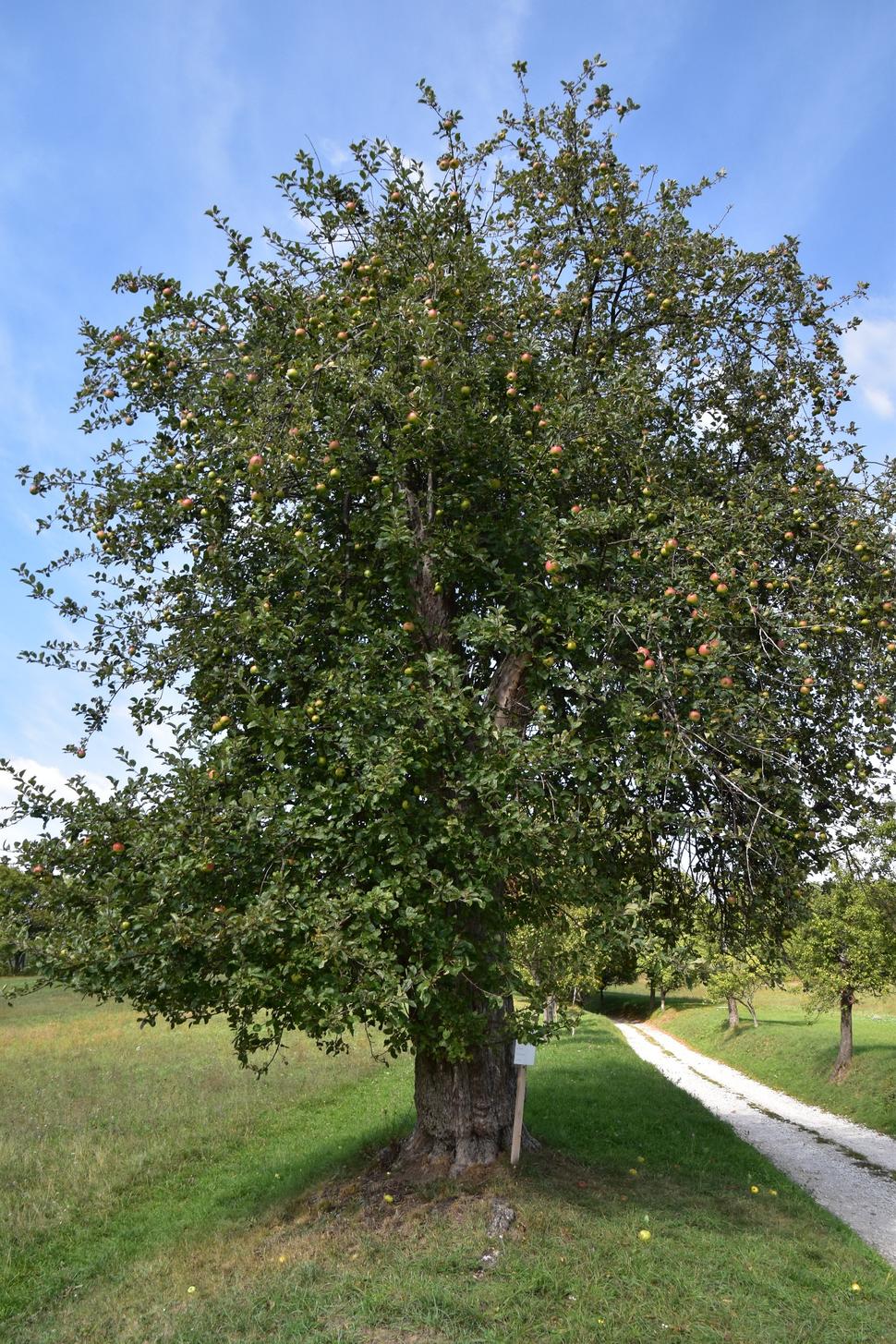jabloň domáca