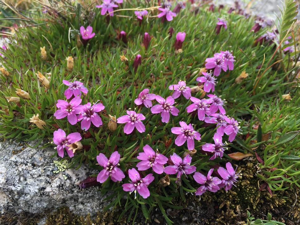 Silenka bezlodyžná (Silene acaulis) na upätí štítu Hurónu.