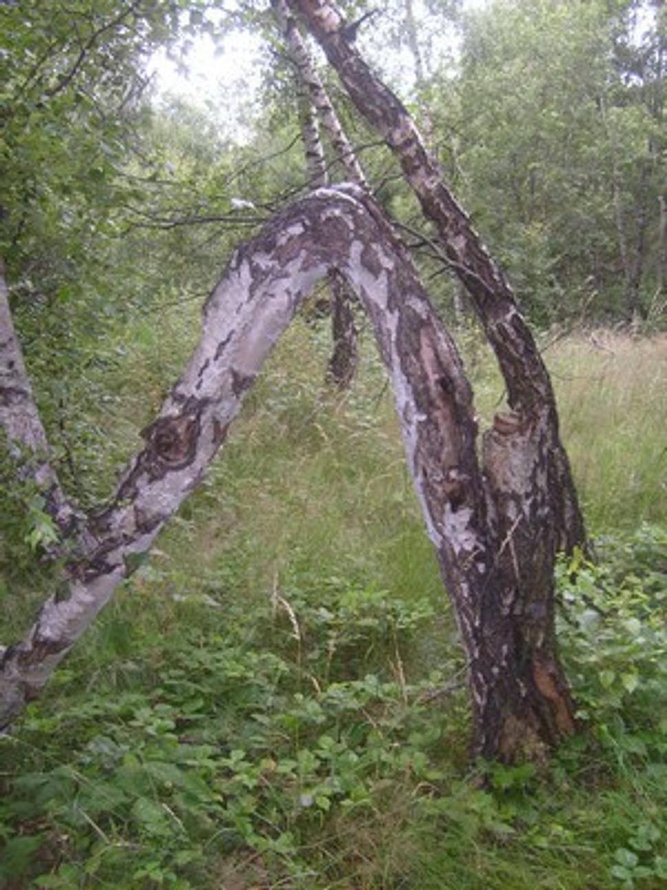 Obrázok blogu