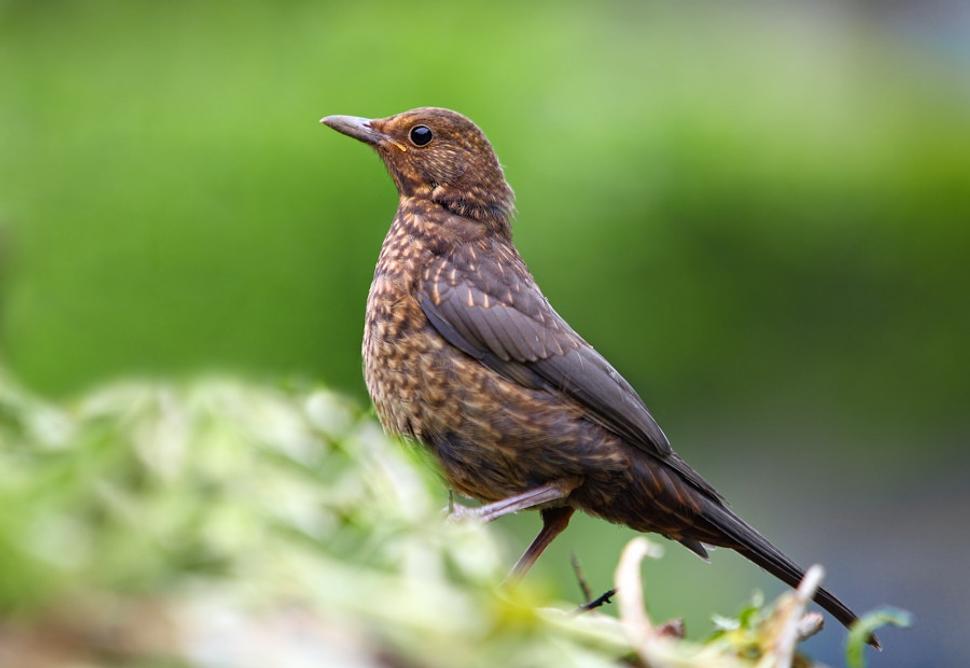 Drozd čierny, samica. Turdus merula.