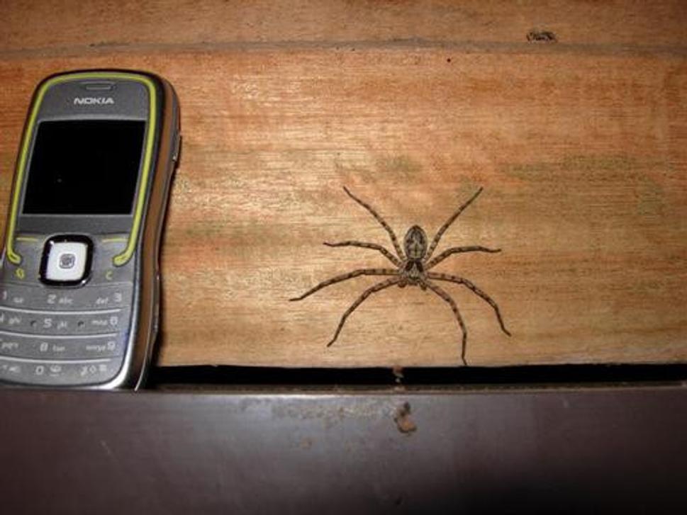Spider(vepř)