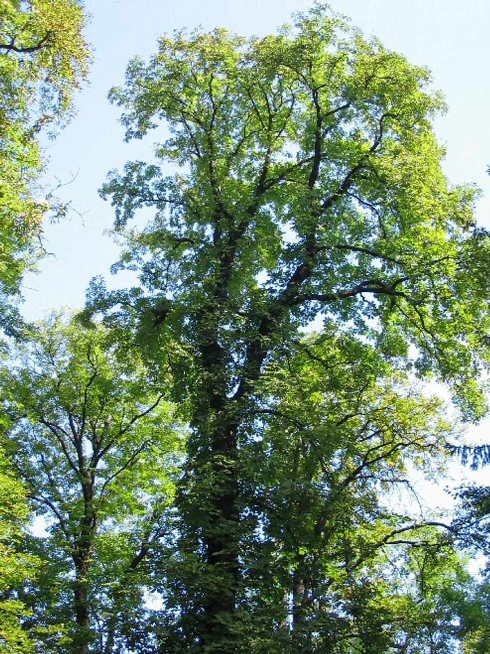 Obrázok blogu