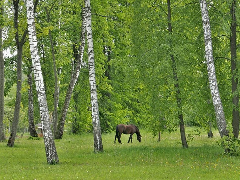 Grodno