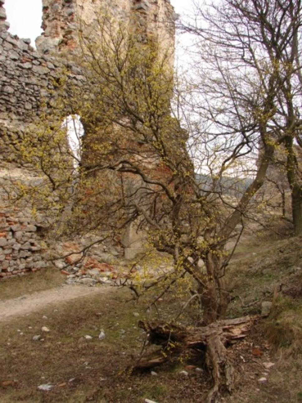 Obrázok blogu