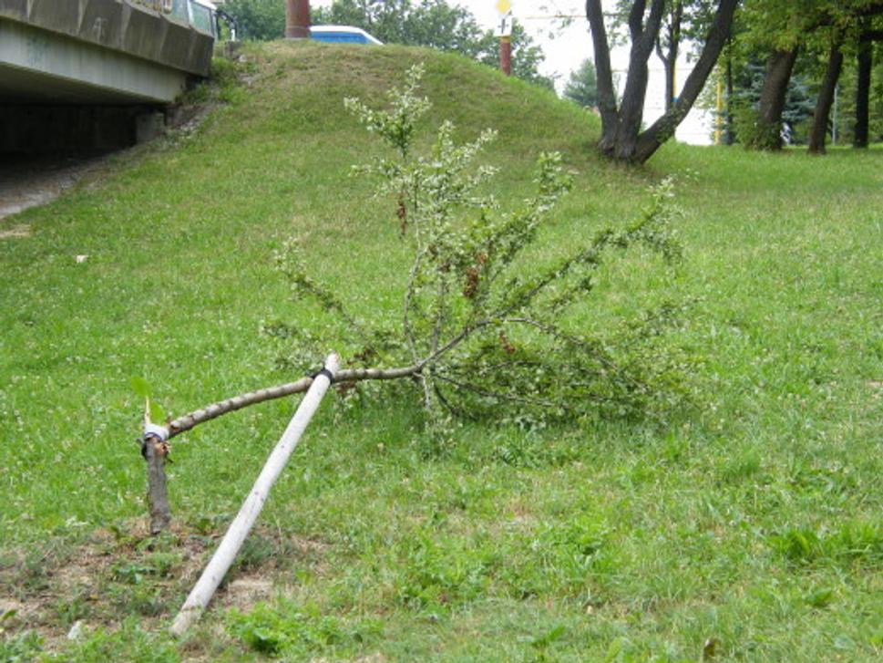 Obrázok blogu