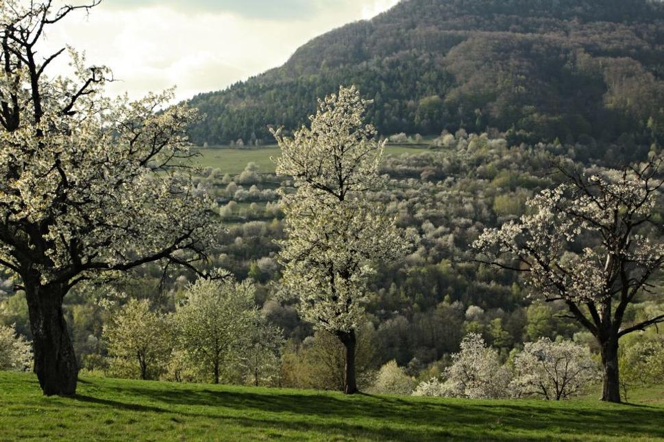 Brdárku sme navštívili v správny čas - je máj a čerešne sú v plnom kvete. Prechádzame chotárom a pri každom strome cítiť okrem vône čerešňových kvetov i lásku a drsnosť zrobených rúk.