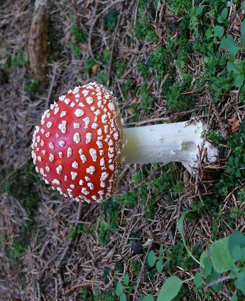 Muchotrávka