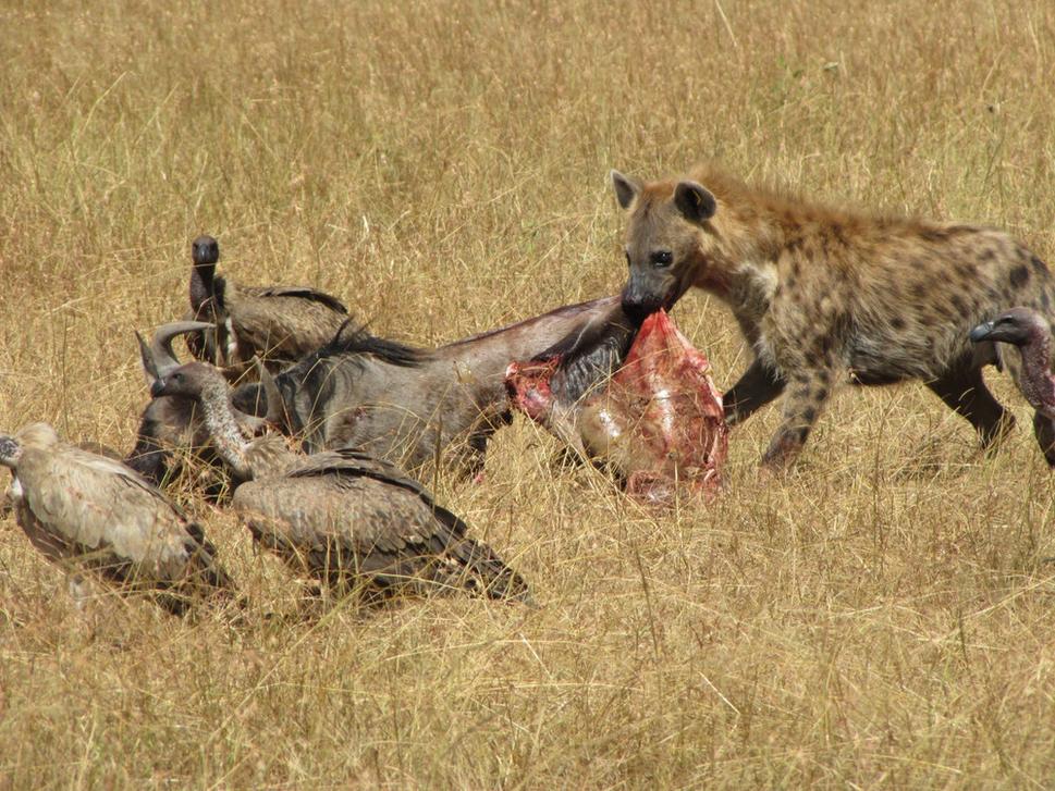 Hyena - veľmi starostlivá matka