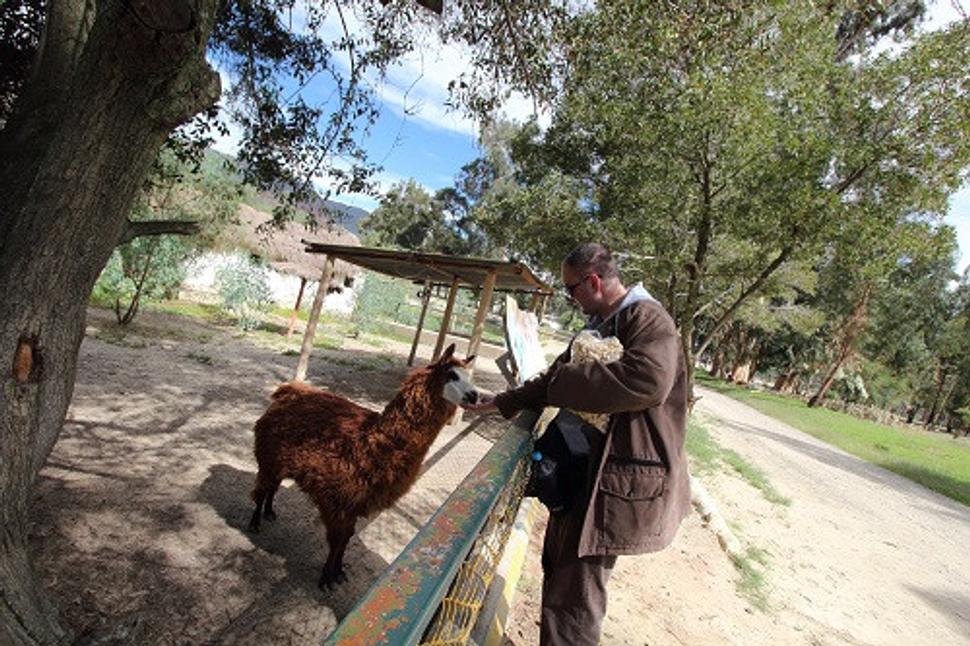 Kŕmim lamu alebo alpacu rozdiel neviem dodnes