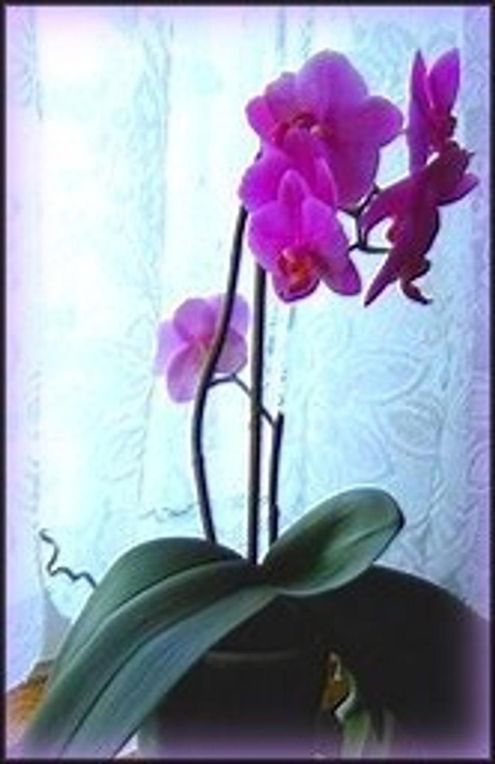 Orchidea - krásne kvietky, dávajú nám radosť všetkým...