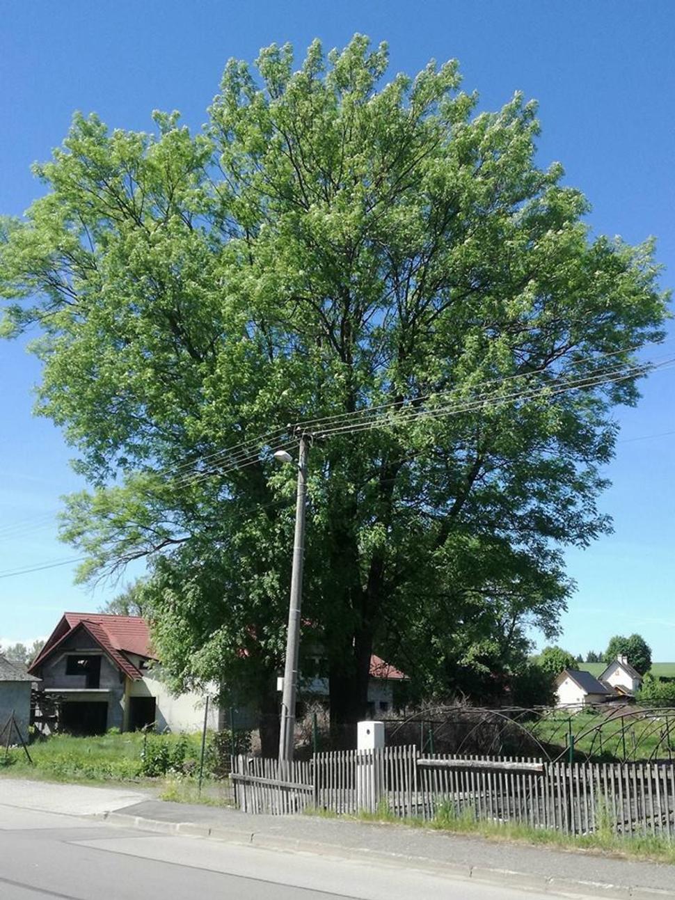 Na tieto stromy bola žiadosť podaná a zamietnutá a na 13 stromov bolo vyrúbaných bez žiadosti a povolenia