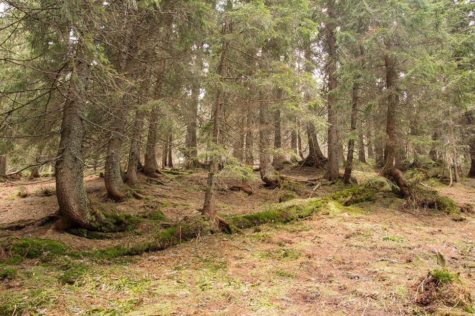 Obr.6 Nejakých pár desaťročí po rozsiahlejšej kalamite – stará generácia stromov sa rozkladá, mladá rastie, všetci sú spokojní... a mesačná krajina kde nič, tu nič...