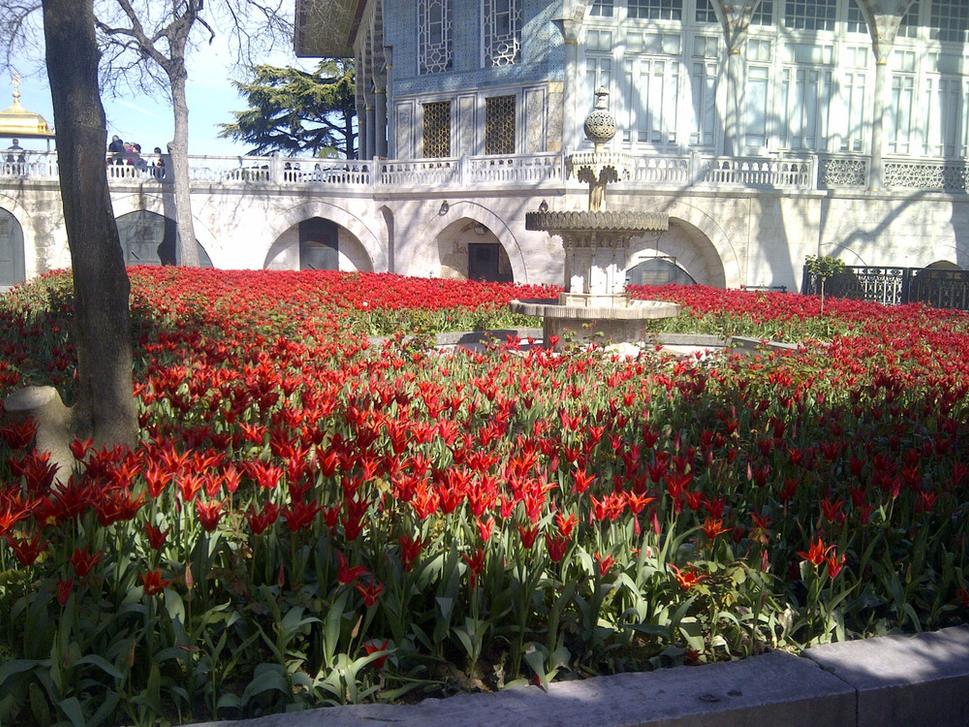 Všadeprítomné tulipány