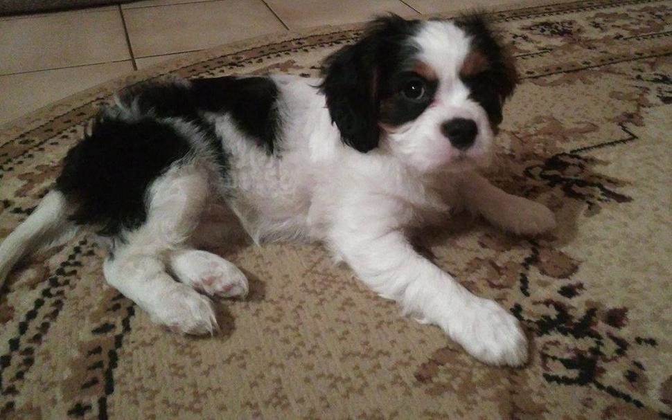 Molly