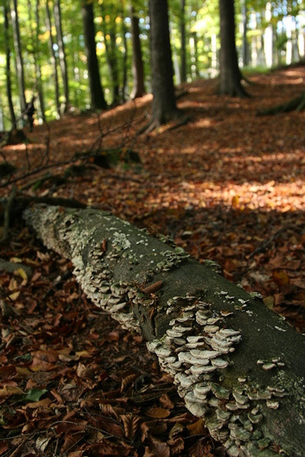 Obrázok blogu