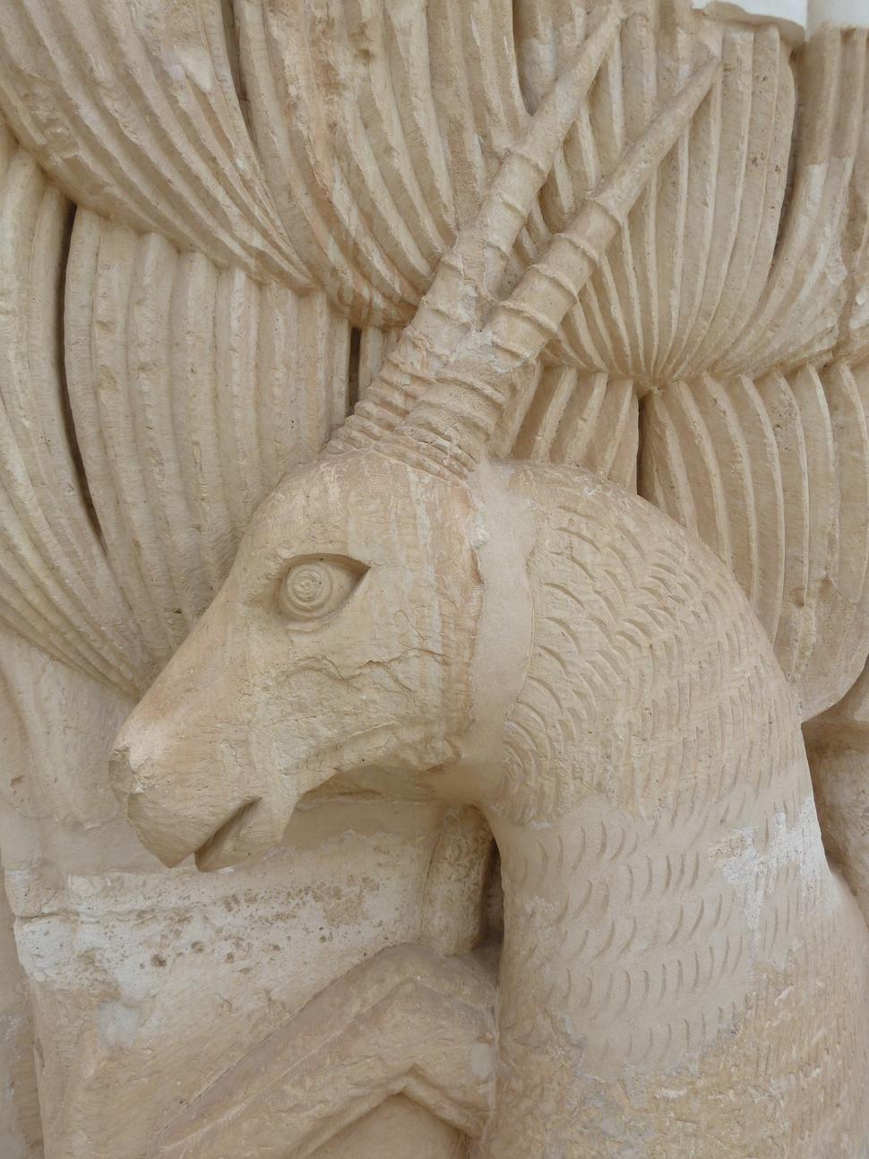 Detail hlavy gazely