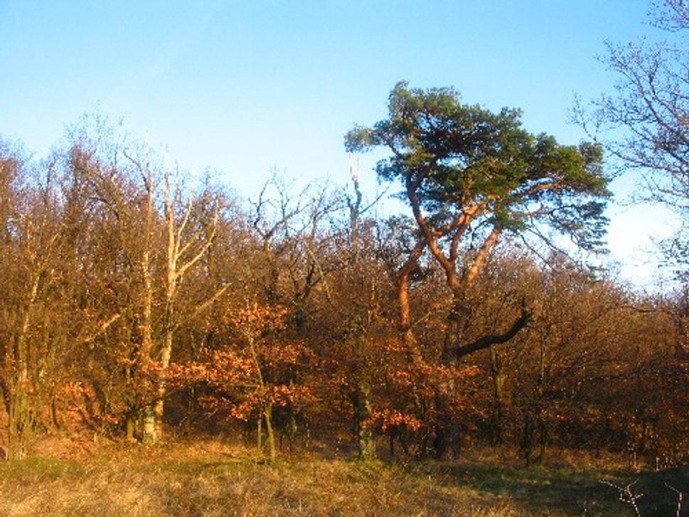 Obrázok blogu