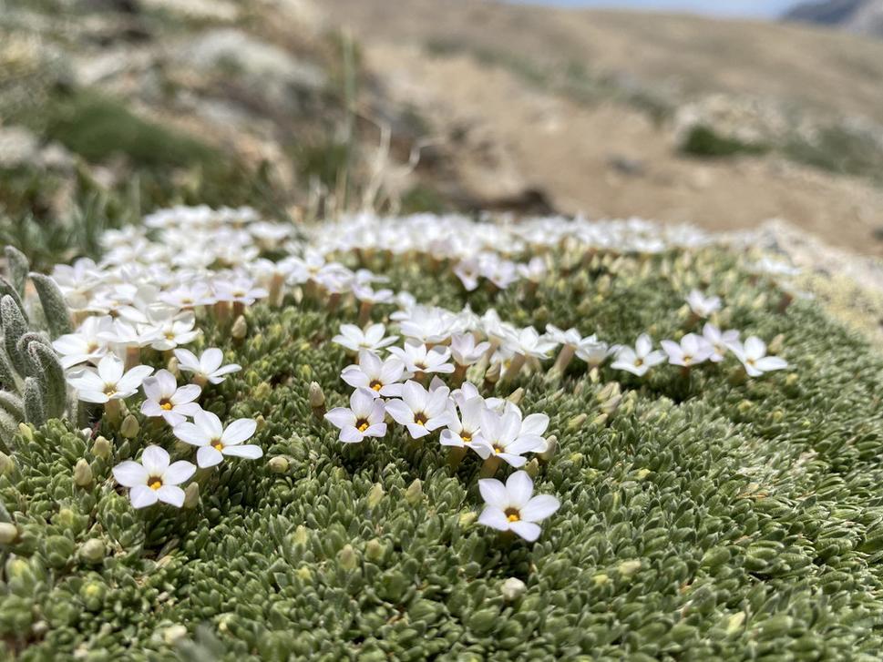 Flox (Phlox condensata)