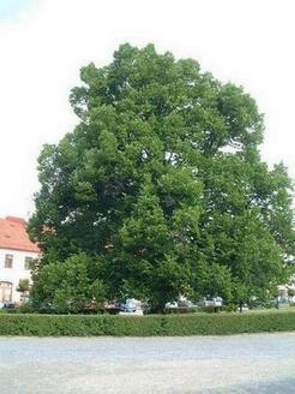 stará lipa v parku na námestí