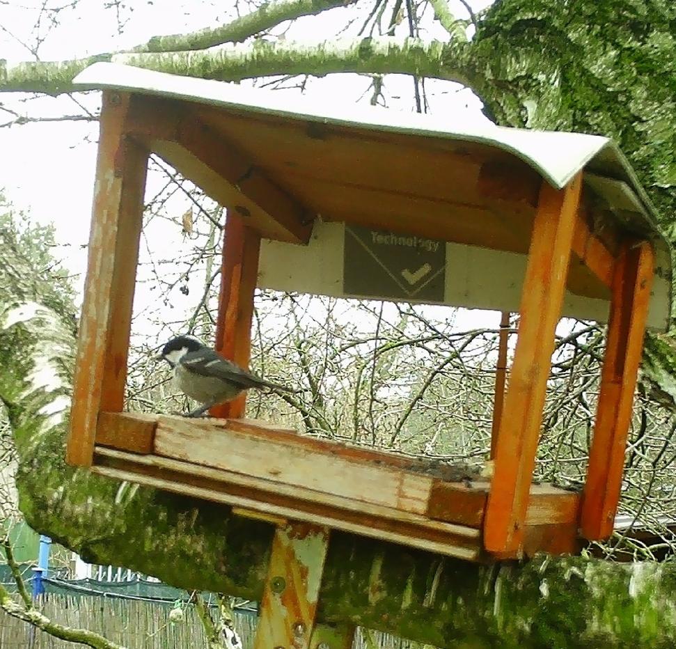 sykorka_6