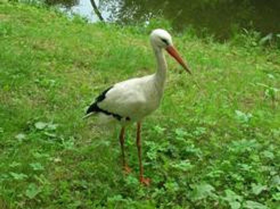 Obrázok blogu