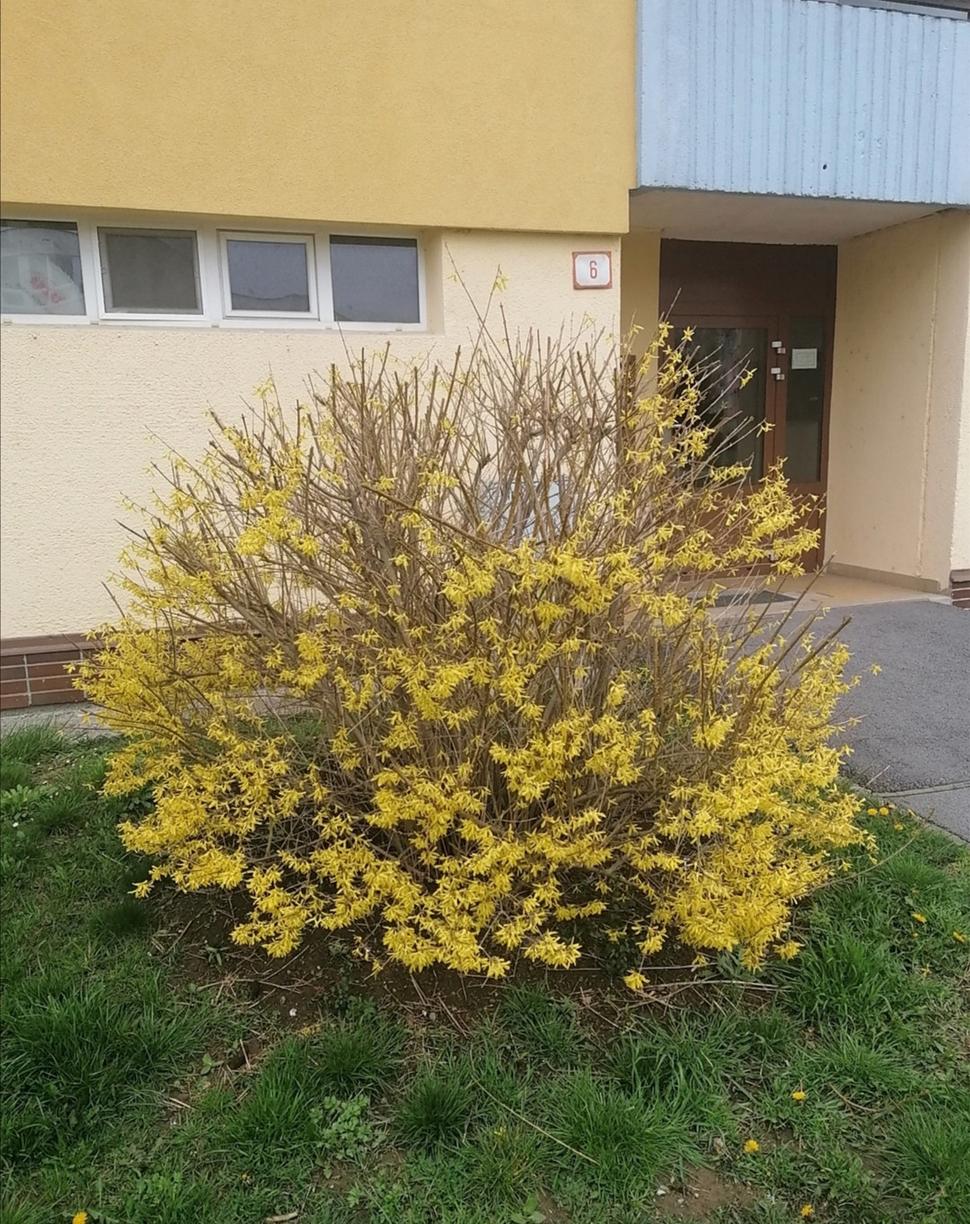 zlatý dážď