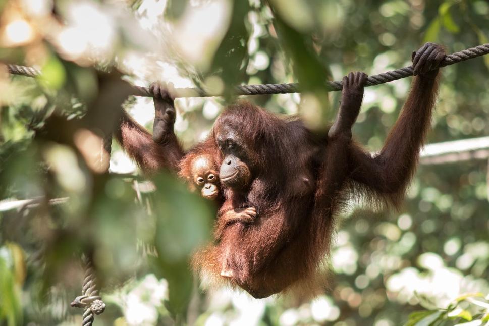 Sepilok Orangutan Rehabilitation Centre - mamina prišla na kŕmenie