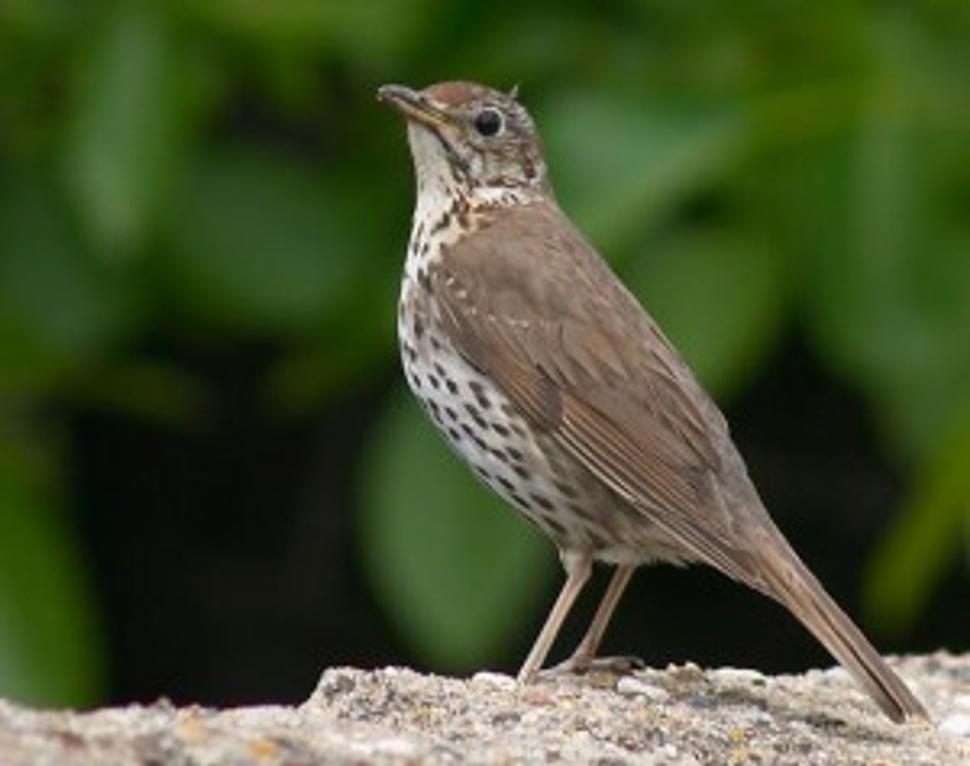 Drozd hnedý (spevavý). Turdus greyi.