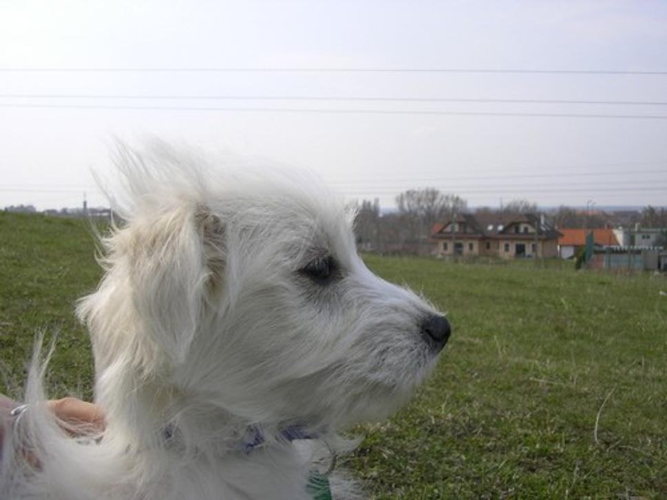Obrázok blogu