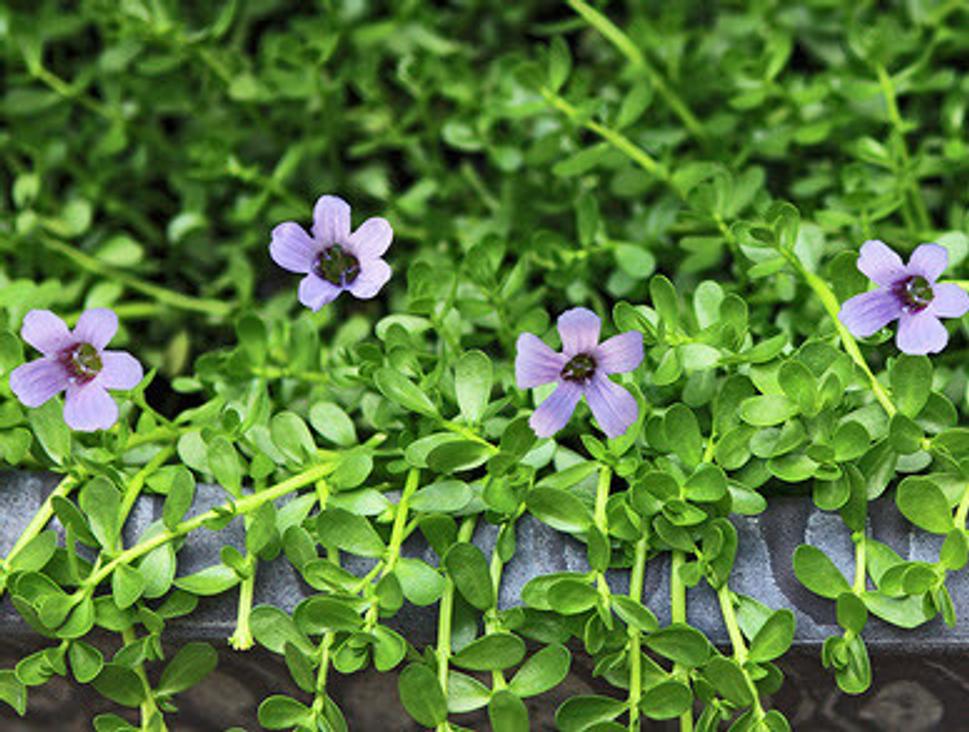 Brahmi