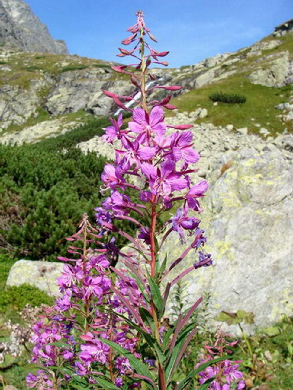 kvjetok
