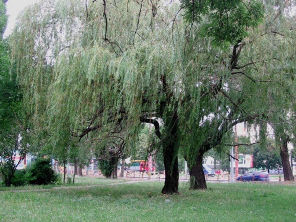 Obrázok blogu