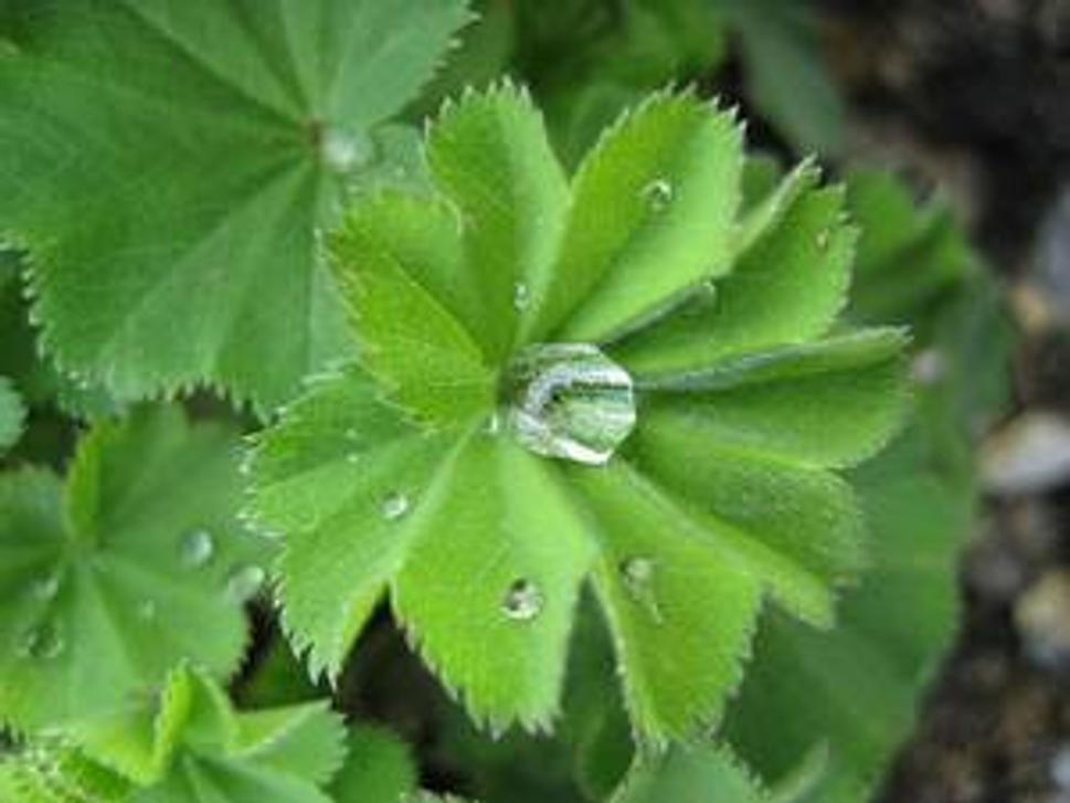 Mladé listy - Alchemilla vulgaris