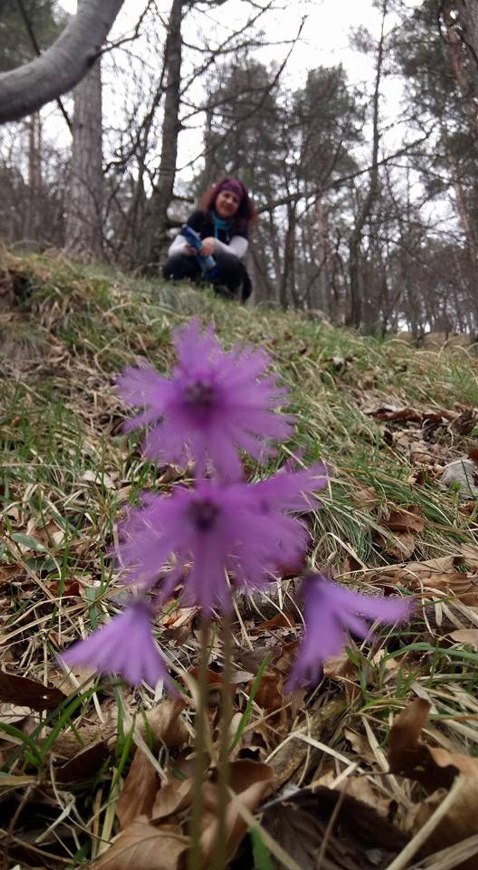 nielen žltá, ale aj fialová...soldanella