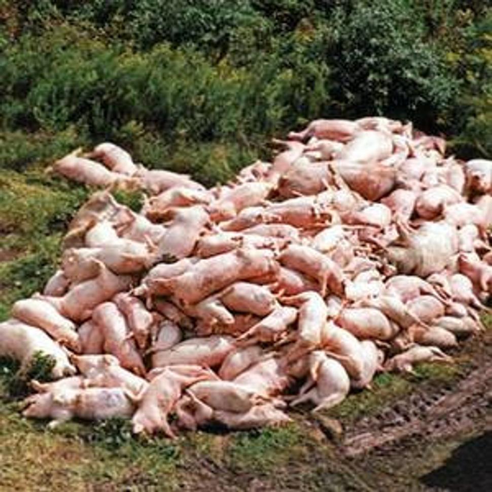 http://www.analogartsensemble.net/blog/dead%2520pigs.jpg