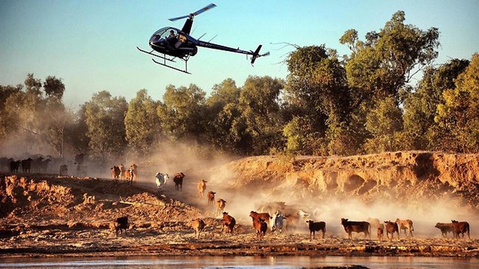 Mustering cez rieku Gilbert na Strathmore catlle station.