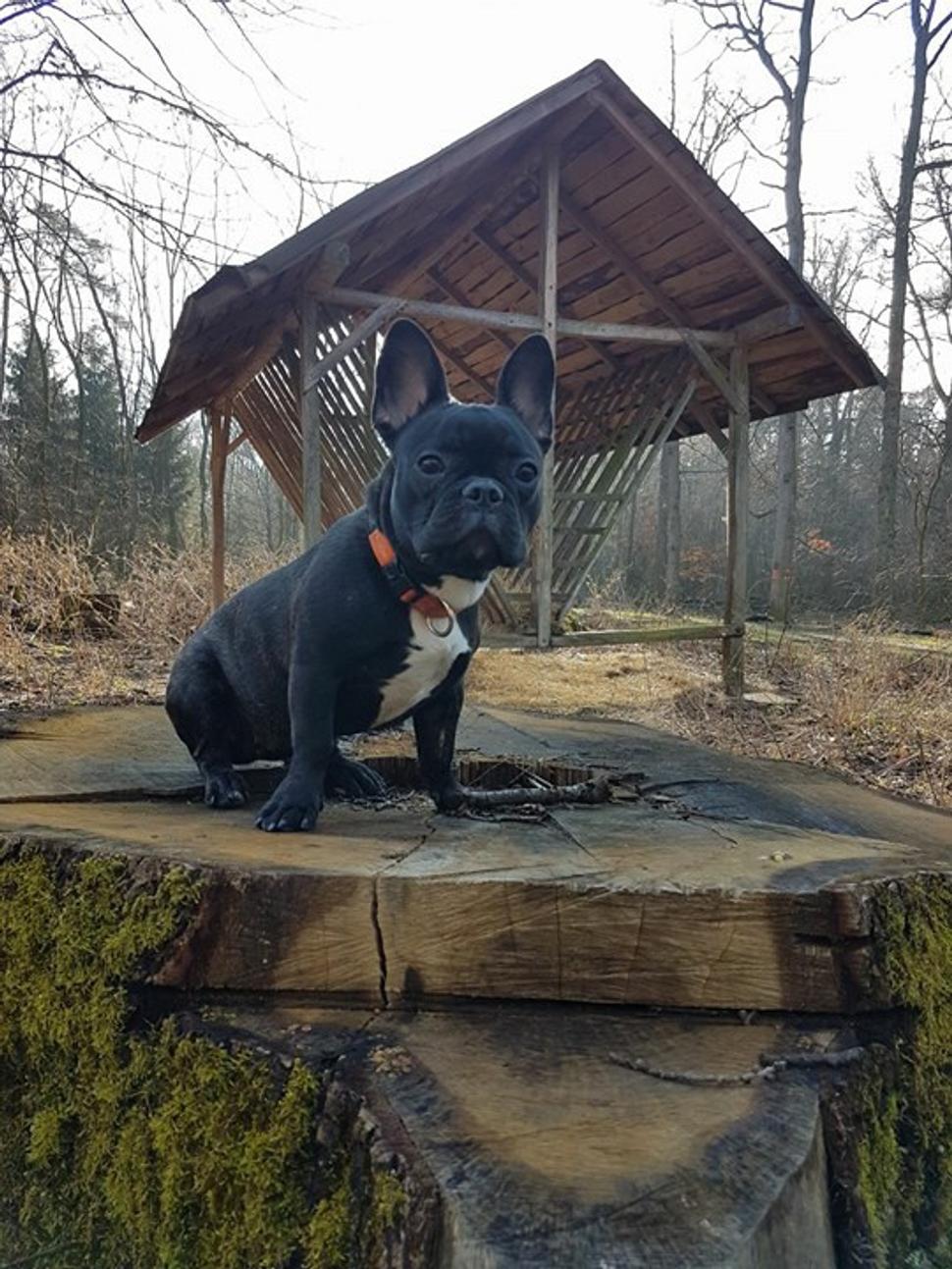 Pózerka