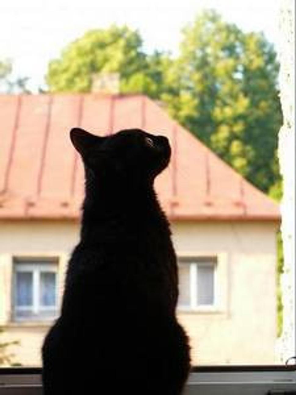 Obrázok blogu