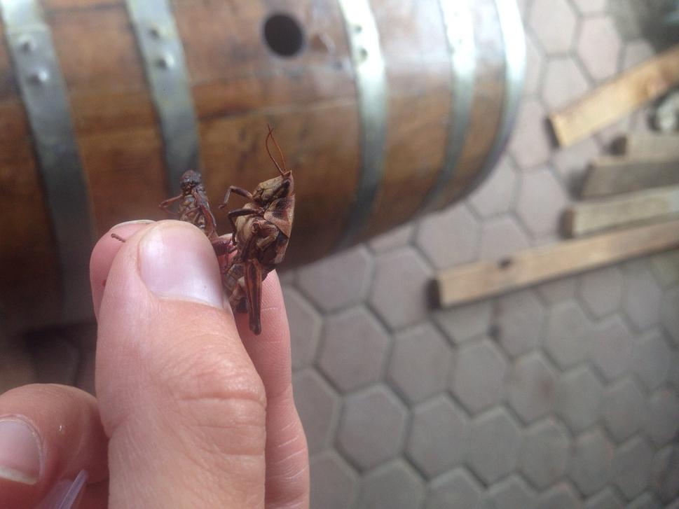 Tradičný snack k mezcalu sú chapulines, čo sú vyprážané lúčne koníky. Na fotke to vyzerá horšie ako to chutí.